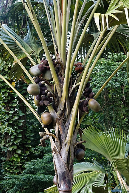 Kandy-Botanical garden-001